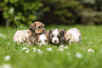 Havanese Puppy on meadow