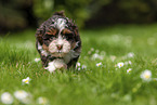 Havanese Puppy on meadow