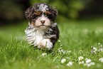 running Havanese