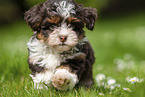 running Havanese