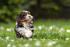 Havanese Puppy