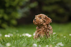 sitting Havanese Puppy