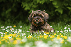 sitting Havanese Puppy