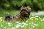 sitting Havanese Puppy