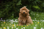 sitting Havanese Puppy