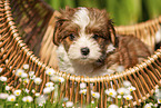 Havanese Puppy in a basket