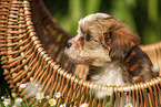 Havanese Puppy in a basket