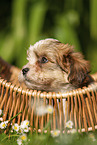 Havanese Puppy in a basket