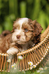 Havanese Puppy in a basket