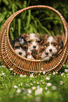 Havanese Puppy in a basket