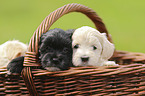 Havanese Puppies in a wicker basket