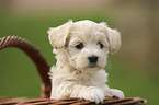 Havanese Puppy in a wicker basket