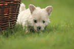 Havanese Puppy on a meadow