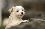 Havanese Puppy