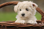 Havanese Puppy in a wicker basket