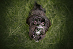 Havanese in summer