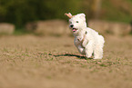 Havanese Puppy