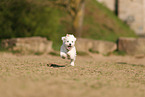 Havanese Puppy