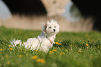 Havanese Puppy