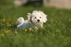 Havanese Puppy