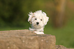 Havanese Puppy