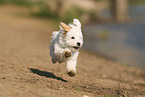 Havanese Puppy