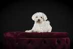 white Havanese