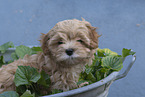 Havanese Puppy