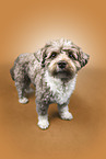 Havanese