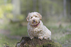 Havanese