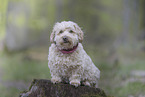 Havanese