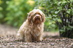 Havanese