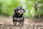 Havanese puppy