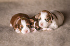 Havanese puppy