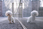 Havanese