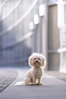 Havanese