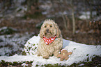 Havanese