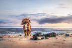 Havapoo at the beach