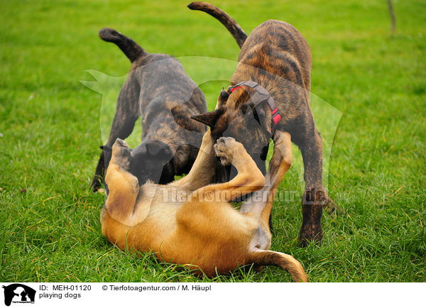 spielende Hunde / playing dogs / MEH-01120