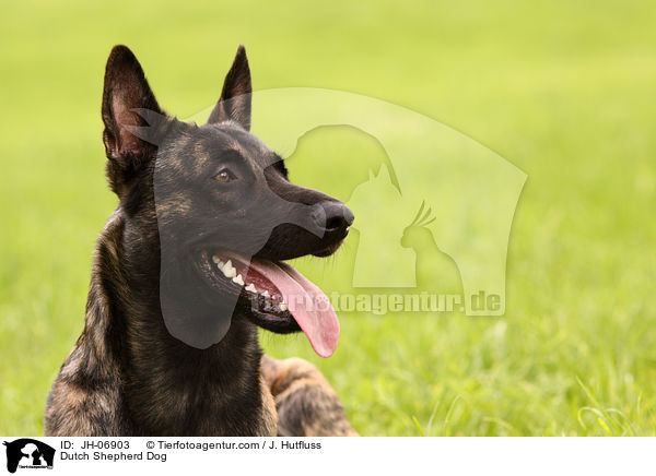 Hollndischer Schferhund / Dutch Shepherd Dog / JH-06903