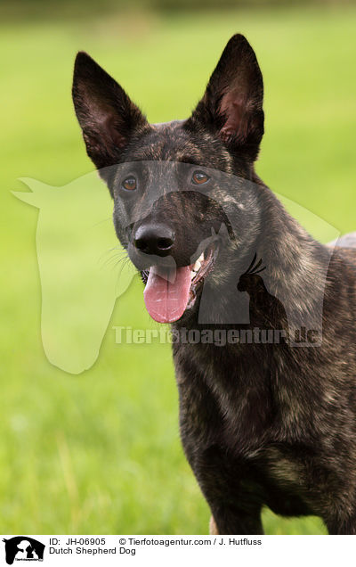 Hollndischer Schferhund / Dutch Shepherd Dog / JH-06905