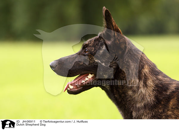 Hollndischer Schferhund / Dutch Shepherd Dog / JH-06911