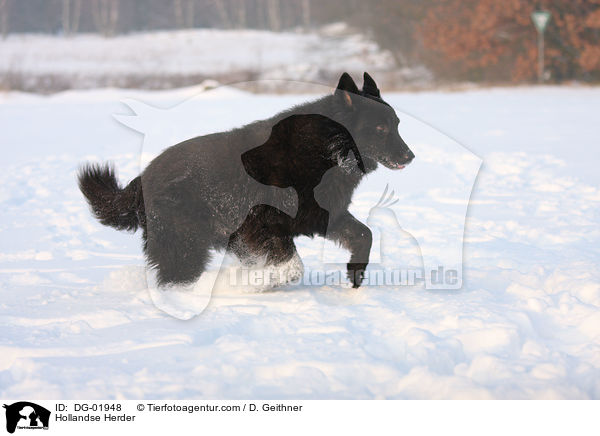 Hollndischer Schferhund / Hollandse Herder / DG-01948