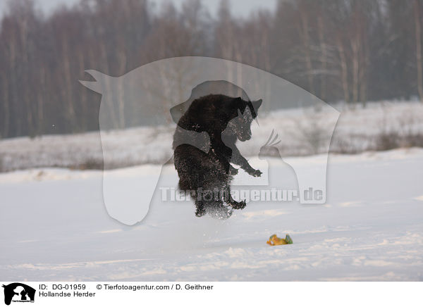 Hollndischer Schferhund / Hollandse Herder / DG-01959