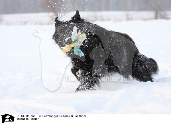 Hollndischer Schferhund / Hollandse Herder / DG-01962