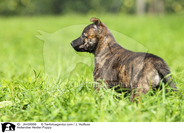 Hollandse Herder Welpe / Hollandse Herder Puppy / JH-09996