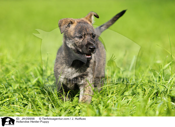 Hollandse Herder Welpe / Hollandse Herder Puppy / JH-09998