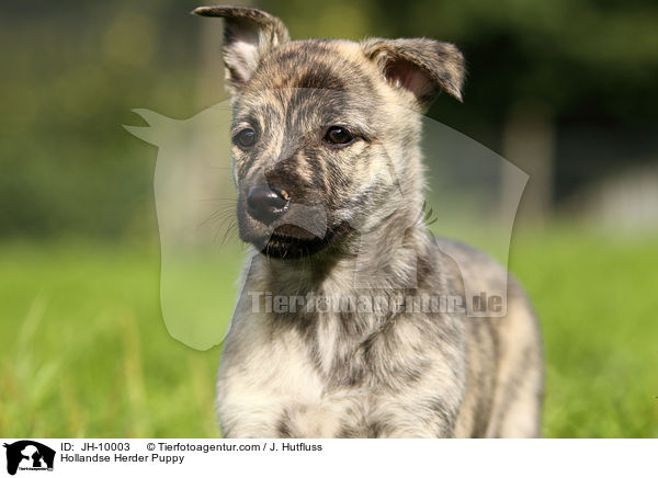 Hollandse Herder Welpe / Hollandse Herder Puppy / JH-10003