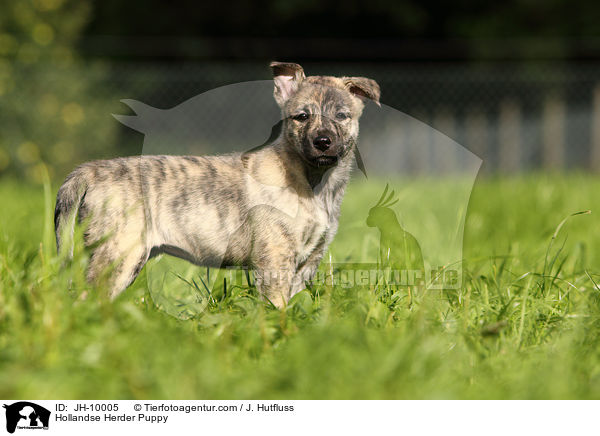 Hollandse Herder Welpe / Hollandse Herder Puppy / JH-10005