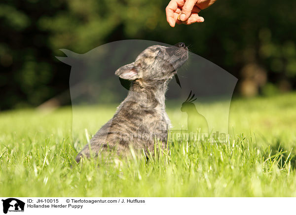 Hollandse Herder Welpe / Hollandse Herder Puppy / JH-10015